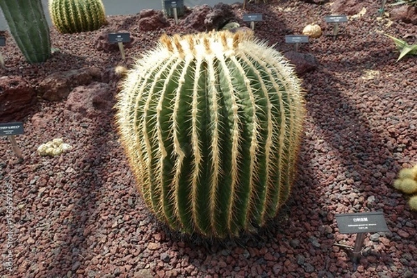 Obraz 乾燥地植物