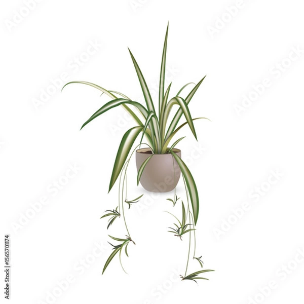 Fototapeta Chlorophytum crested (lat. Chlorophytum comosum). Tropical exotic plant in a ceramic flower pot isolated on a white background. Vector realistic image for room design project, advertising sale banner.