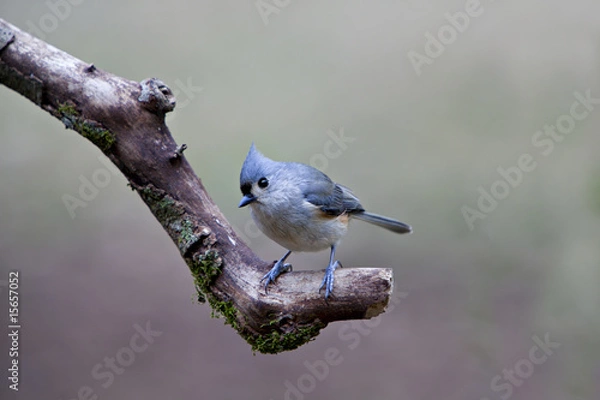 Obraz Beautiful little grey, white and brown Tufted Titmouse