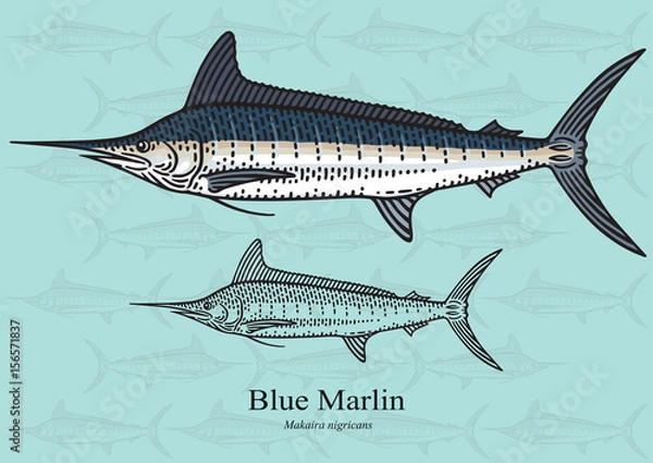 Fototapeta Blue Marlin, Squadron. Ilustracja wektorowa dla grafiki w małych rozmiarach. Nadaje się do projektowania graficznego i projektowania opakowań, przykładów edukacyjnych, stron internetowych itp.