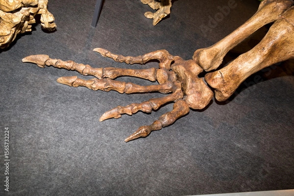 Obraz dinosaurs skeleton