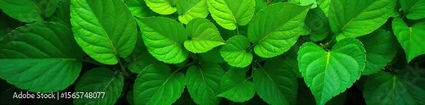 Fototapeta Vibrant Lush Green Leaves Textured Nature Backdrop for Spring & Environmental Designs