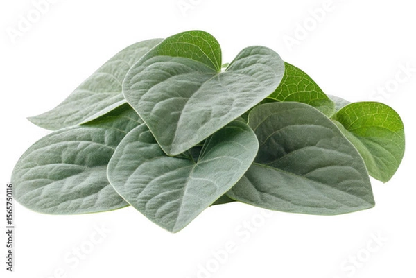Fototapeta Arrangement Of green leaf background, Plant Concept.