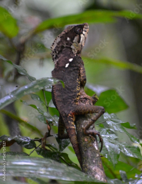Obraz Basilisco, Costa Rica.