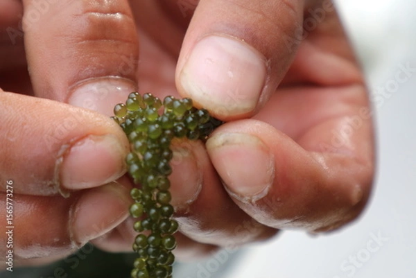 Obraz 新鮮な海ぶどう