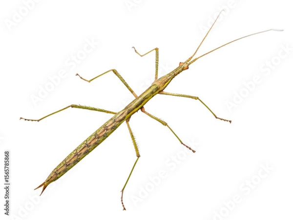 Obraz Insect sticks Spanish isolated on a transparent background