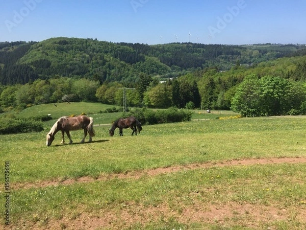 Fototapeta Pferdeweide