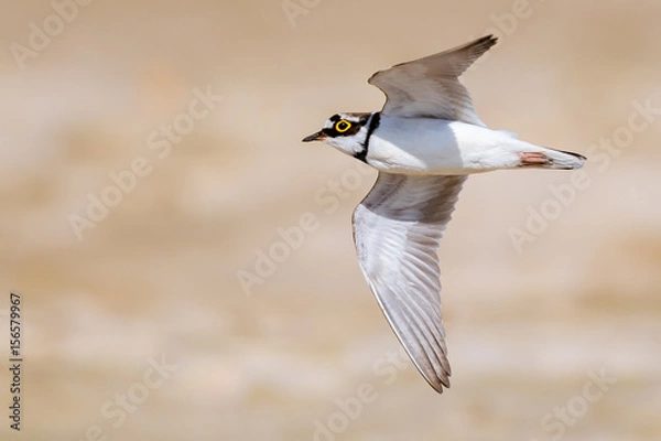 Obraz Flussregenpfeifer (Charadrius dubius) im Flug