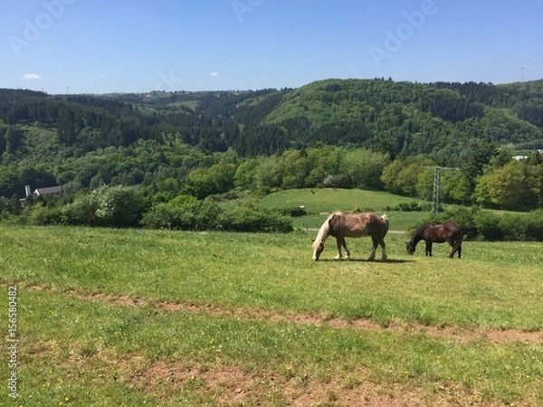 Fototapeta Pferdeweide