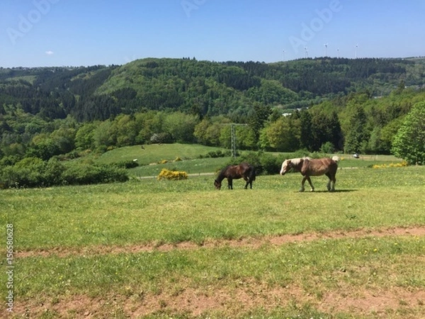 Fototapeta Pferdeweide