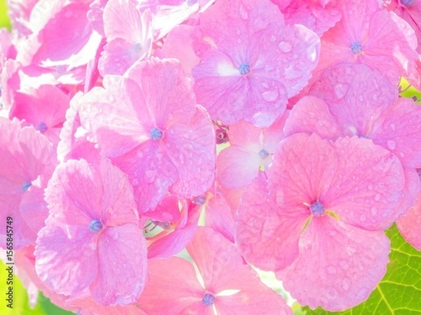 Fototapeta 梅雨から初夏の公園や花壇を彩るアジサイのある風景。繊細で美しい装飾花に雨上がりの水滴がついた瑞々しい様子のクローズアップ。