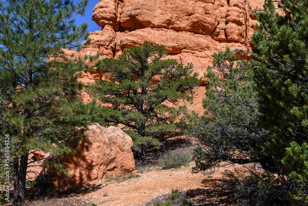 Obraz Trail through ponderosa pine forest leading to orange rock hoodoo in the Red Canyon recreation area in the Dixie National Forest, Utah
