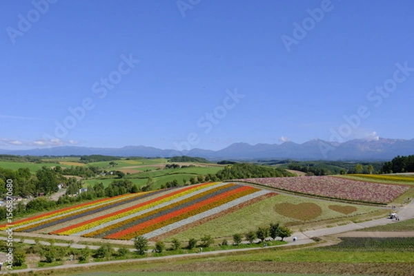 Fototapeta 四季彩の丘 - 美しい花々の風景