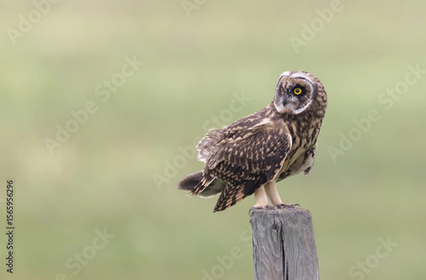 Obraz A short-eared owl looking over its shoulder