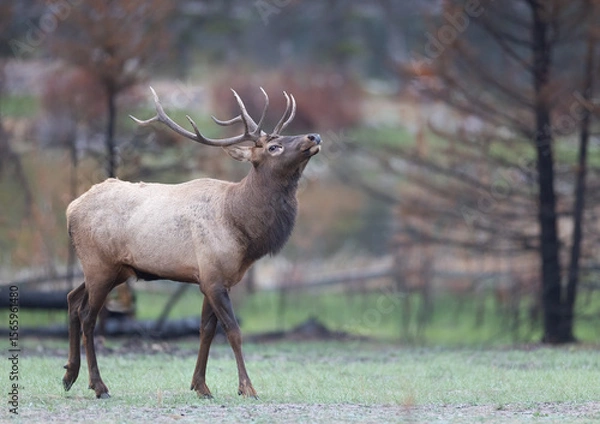 Fototapeta A bull elk with its head tilted back