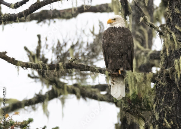 Fototapeta A bald eagle perched in the rainforest