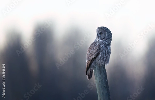 Fototapeta A great gray owl looking to the side from a  fence post
