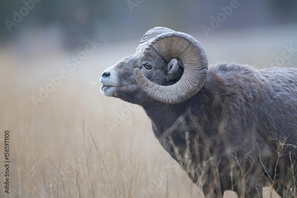 Fototapeta A bighorn mountain sheep in profile
