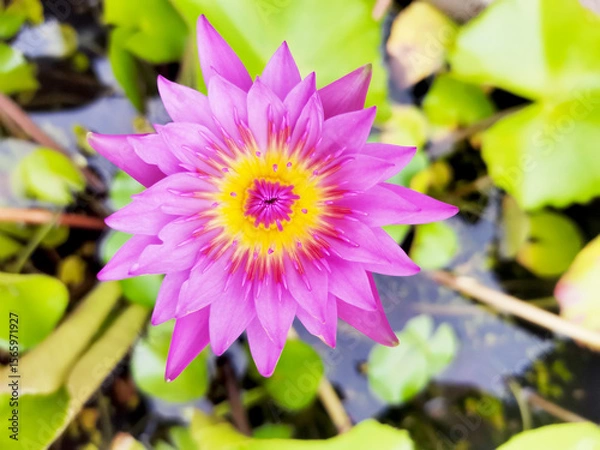 Obraz pink lotus flower