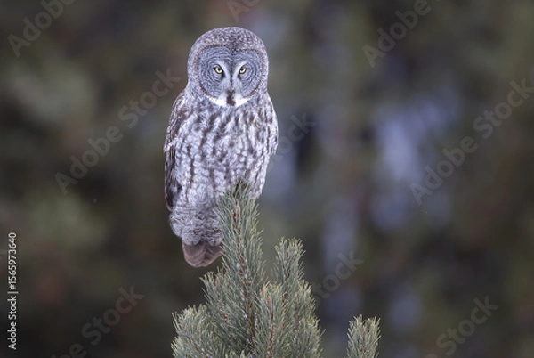 Fototapeta A great gray owl atop a spruce tree