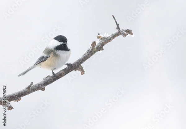 Obraz A black-capped chickadee on a branch