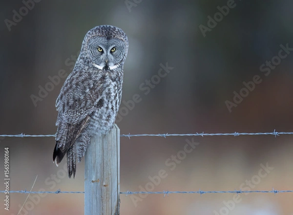 Obraz A great gray owl staring from a fence post