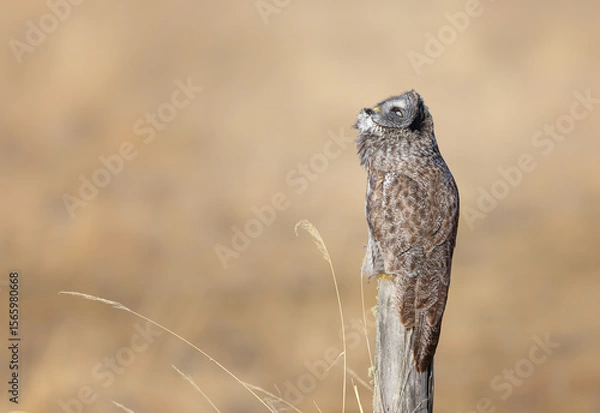 Fototapeta A great gray owl on a fencepost lookiing up