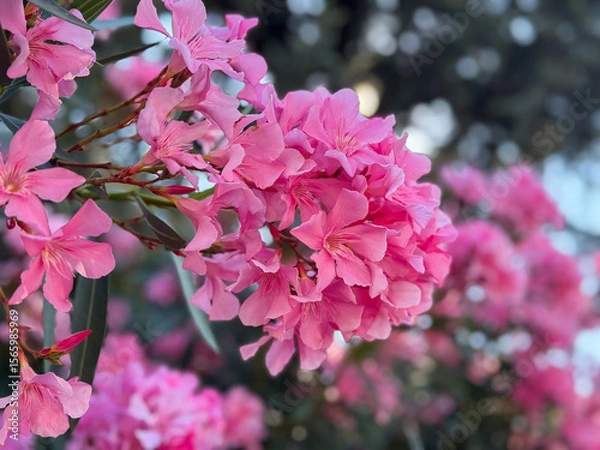 Fototapeta Vibrant pink oleander blooms in lush garden setting