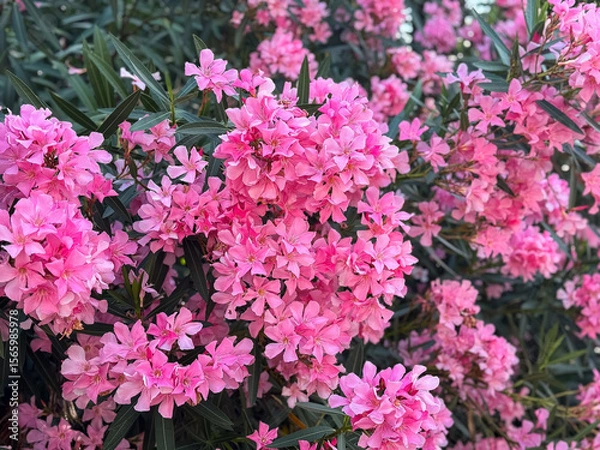 Fototapeta Vibrant pink oleander blossoms in full bloom with lush greenery