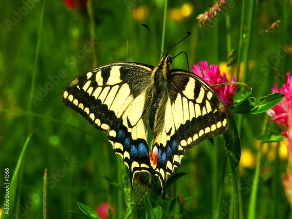 Obraz Machaon