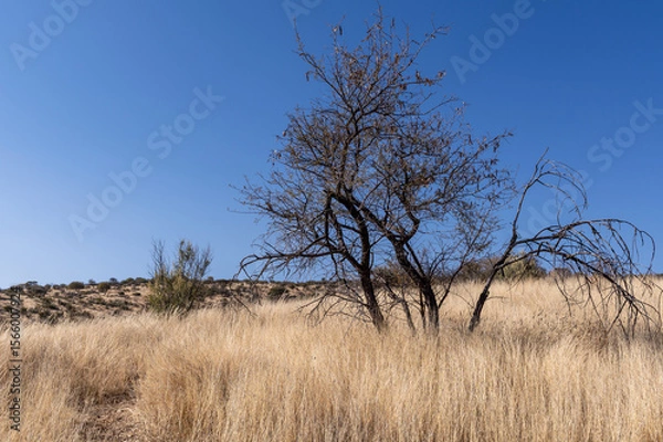 Fototapeta Paysage de la Namibie
