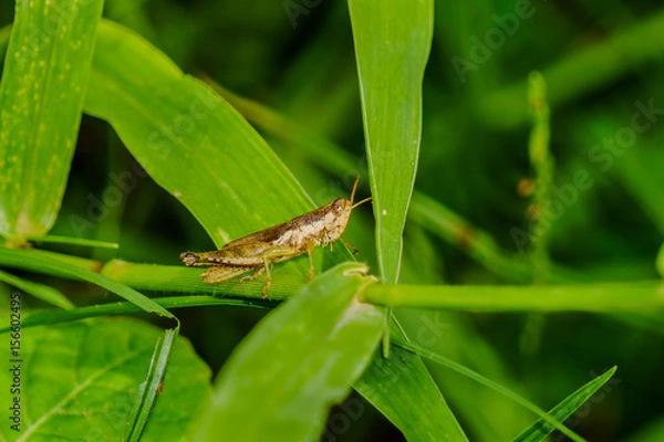 Fototapeta grasshopper