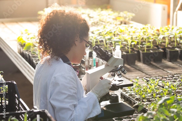 Fototapeta Scientist looking at microscope in greenhouse