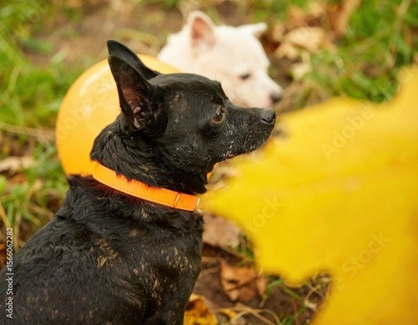 Fototapeta Playful Dogs in Autumn Leaves with Vibrant Colors and Soft Focus