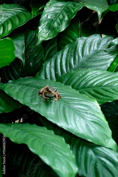 Fototapeta fly on leaf