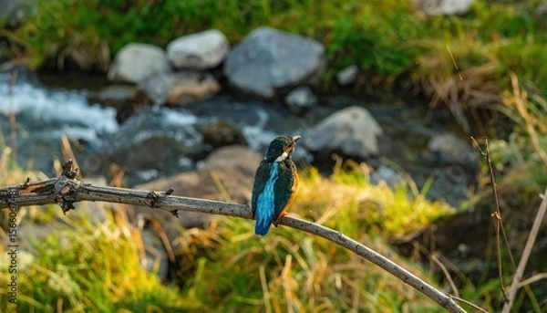 Fototapeta Colorful bird perched on a branch near a serene flowing stream