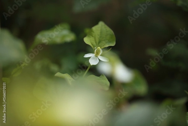 Fototapeta ドクダミの花のアップ