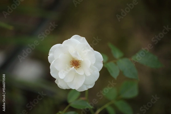 Obraz アイスバーグのアップ