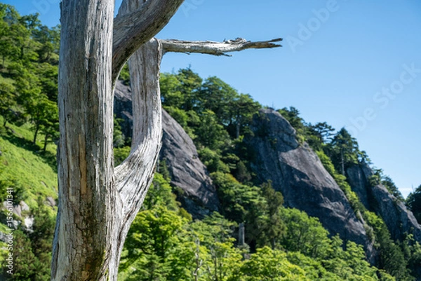 Fototapeta 岩と死んだ木