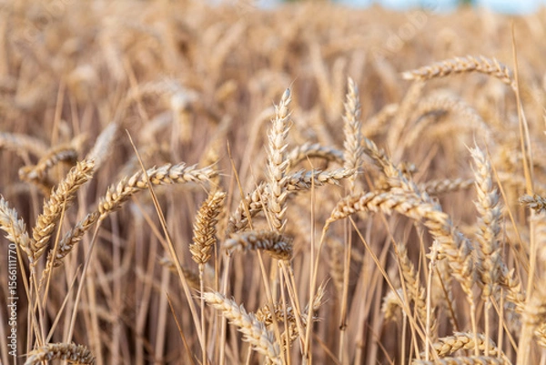 Obraz golden wheat field