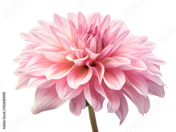 Fototapeta Pink Dahlia Bloom isolated on a transparent background