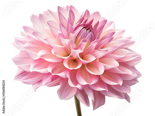 Fototapeta Pink dahlia flower bloom isolated on a transparent background