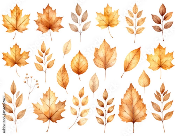 Fototapeta Various autumn leaves isolated on white background.
