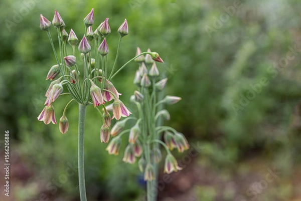 Fototapeta Inflorescence of Sicilian honey garlic (Allium siculum). Copy space.