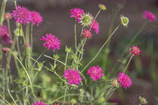 Fototapeta Magenta colored blossoms of Knautia macedonica.