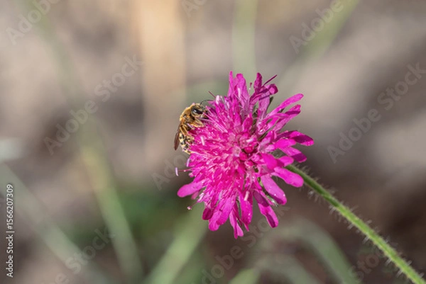 Fototapeta Wild bee feeds on a Macedonian scabious (Knautia macedonica).