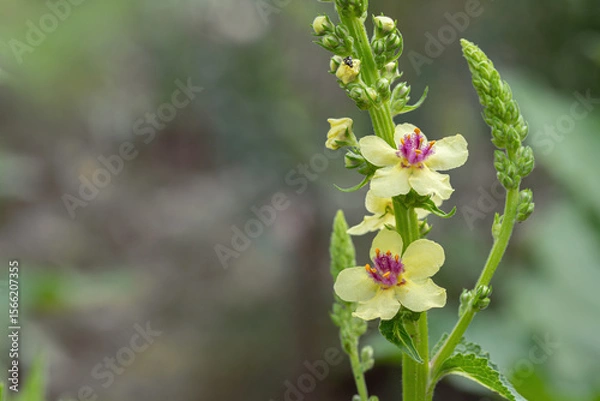 Fototapeta Blossom of the black mullein (Verbascum nigrum). Space for your text.