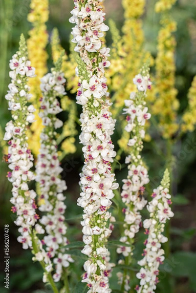 Fototapeta Inflorescence of the black mullein (Verbascum nigrum). Alba form.