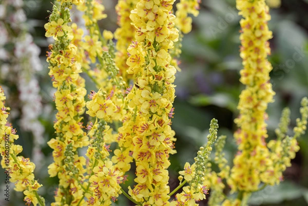 Fototapeta Inflorescence of black mullein (Verbascum nigrum). Detail shot.
