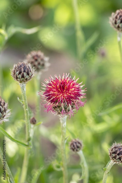 Fototapeta Closeup of the blossom of very dark purple knapweed (Centaurea atropurpurea).